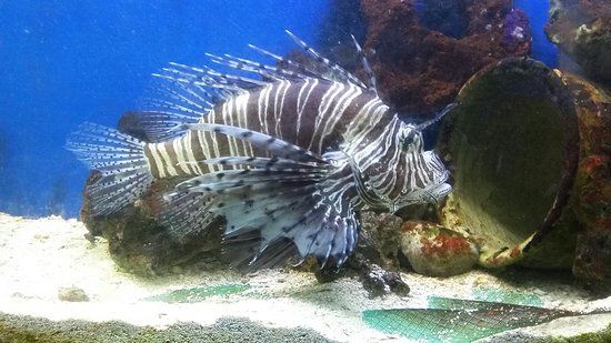 Guernsey Aquarium
